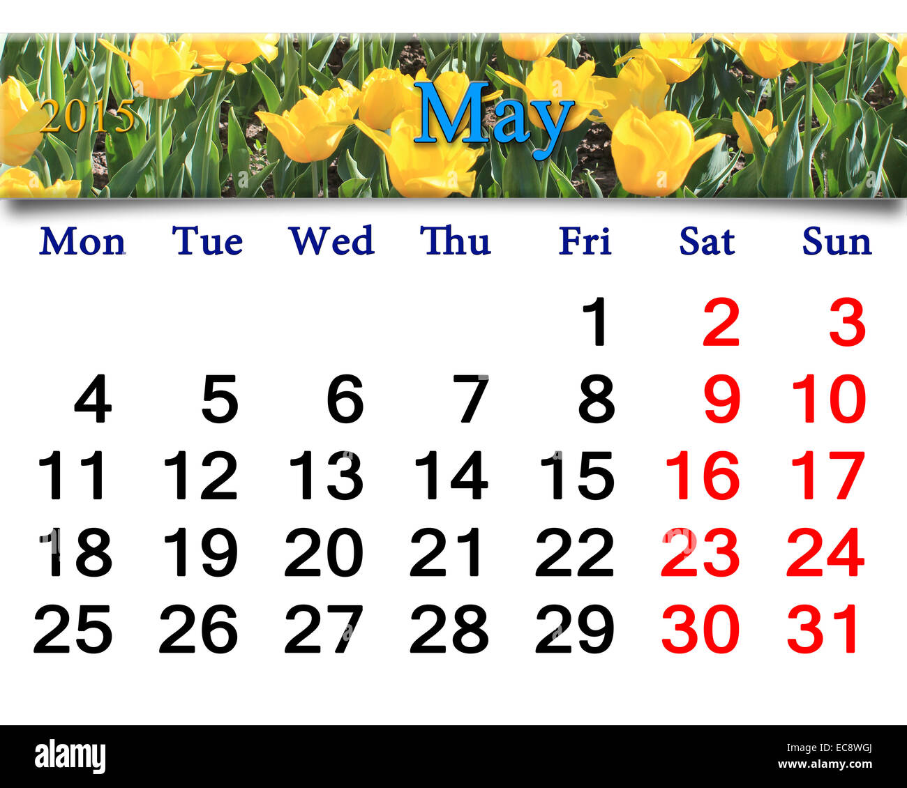 Calendario per il mese di maggio del 2015 con letto di fiori di tulipani gialli Foto Stock