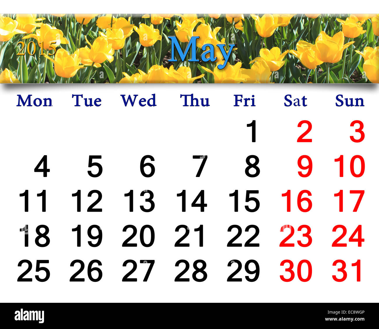 Calendario per il mese di maggio del 2015 con letto di fiori di tulipani gialli Foto Stock