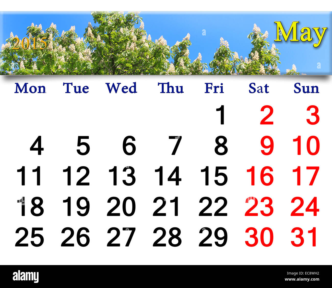 Calendario per il mese di maggio del 2015 Anno sullo sfondo della Fioritura del castagno Foto Stock