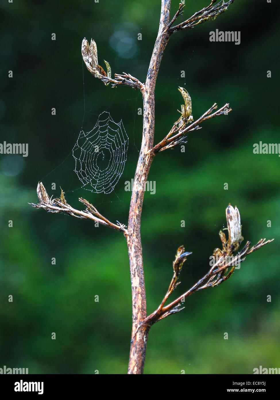 Spider Web appeso tra 2 rami, coperte di rugiada. Nuova Zelanda Foto Stock