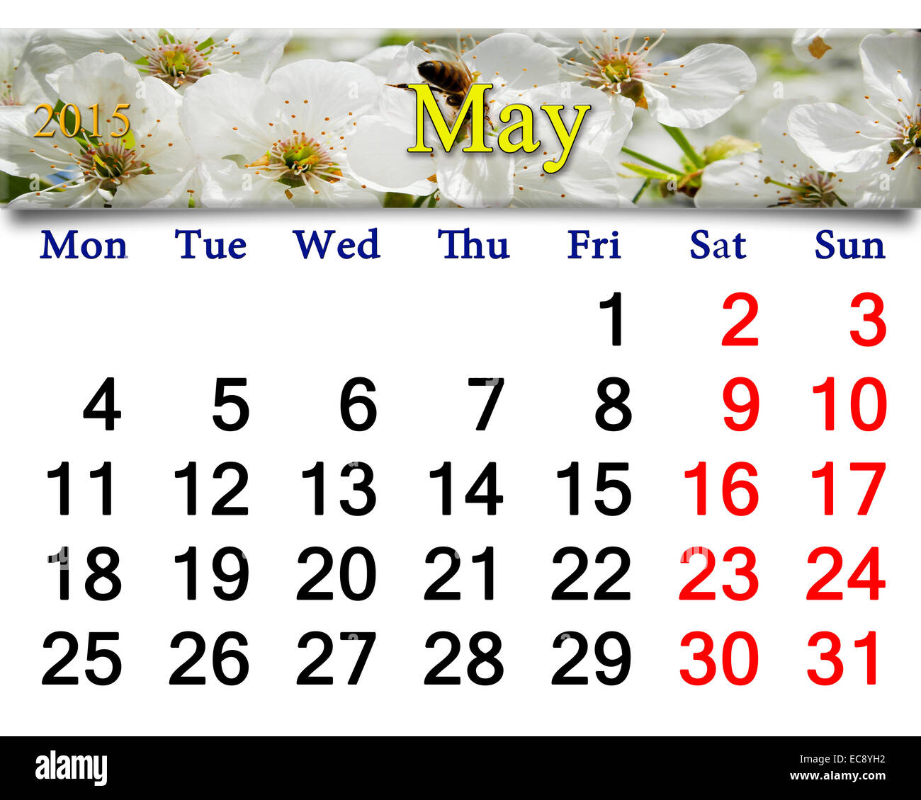 Calendario per il mese di maggio del 2015 anno con il bianco dei ciliegi Foto Stock