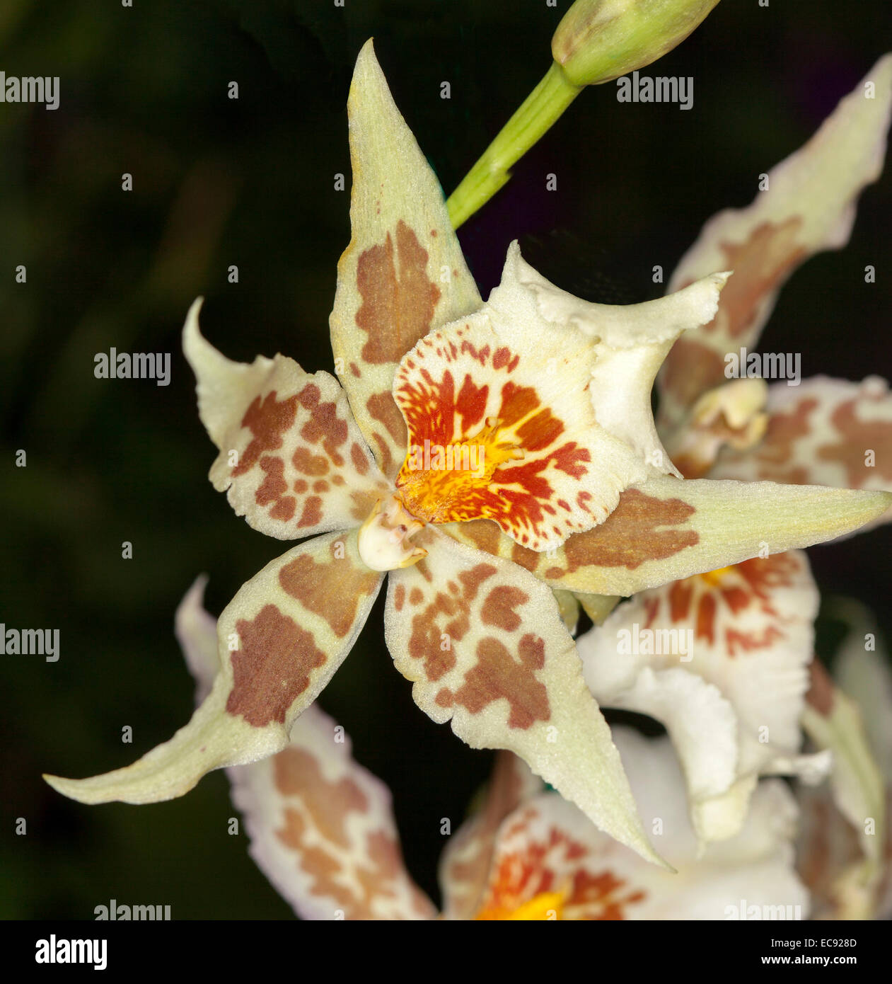 Bella e insolita di fiori di orchidea, Aliceara Tropic Tom "Viso pallido', bianco con brown & vivido arancione pattern, su sfondo nero Foto Stock