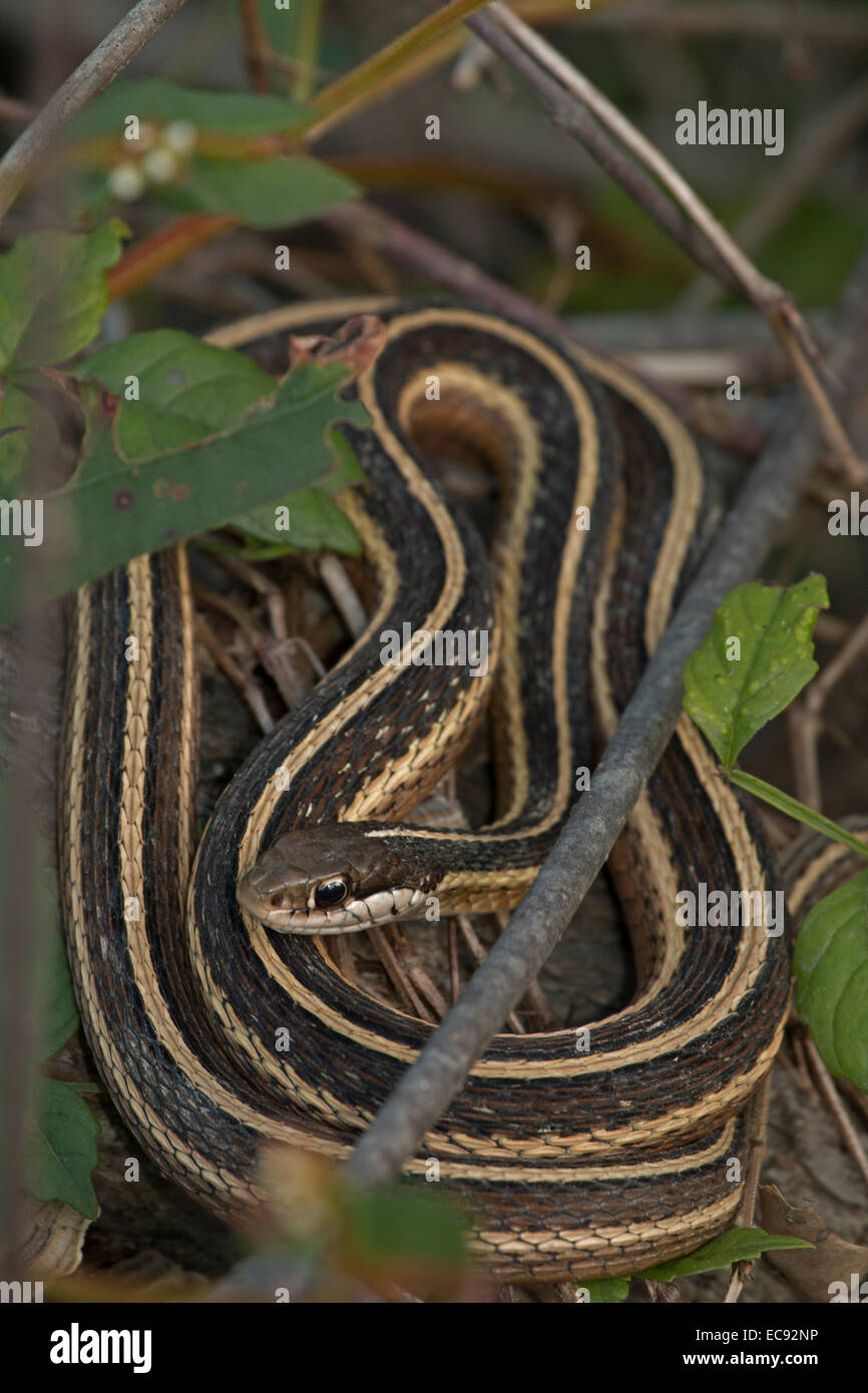 Nastro orientale serpente o nastro comune snake (Thamnophis sauritus  sauritus) è una sottospecie di ribbon serpente trovato nel northeas Foto  stock - Alamy