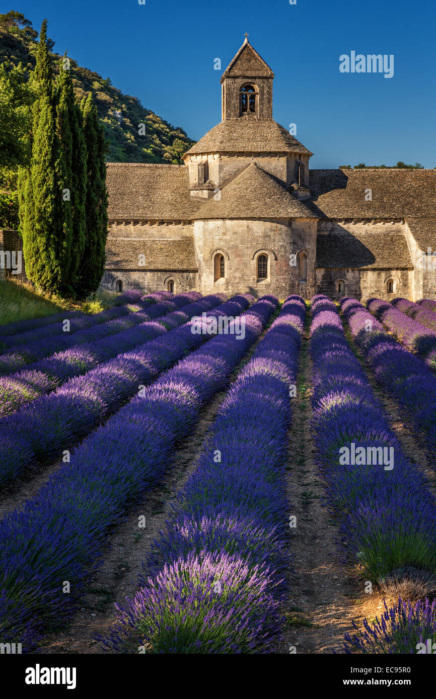 La romanica Abbazia Cistercense di Notre Dame di Senanque impostato tra la fioritura di campi di lavanda, vicino a Gordes, Provenza, Francia Foto Stock