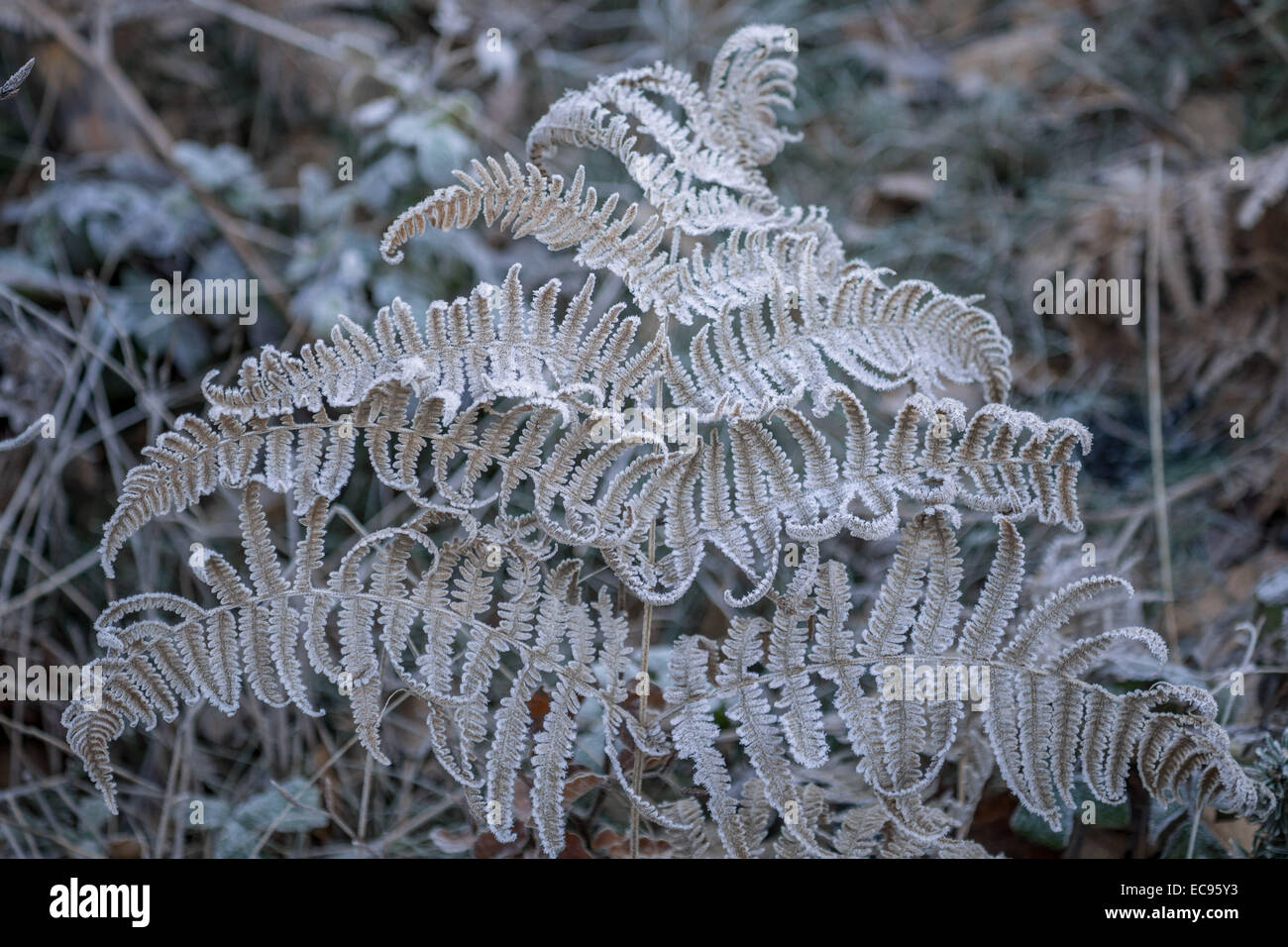 Congelati foglia di felce cool freddo trasformata per forte gradiente gelo invernale coperto Foto Stock