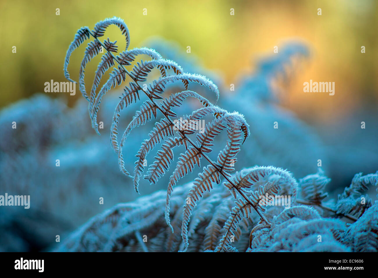 Congelati foglia di felce cool freddo trasformata per forte gradiente gelo invernale coperto Foto Stock