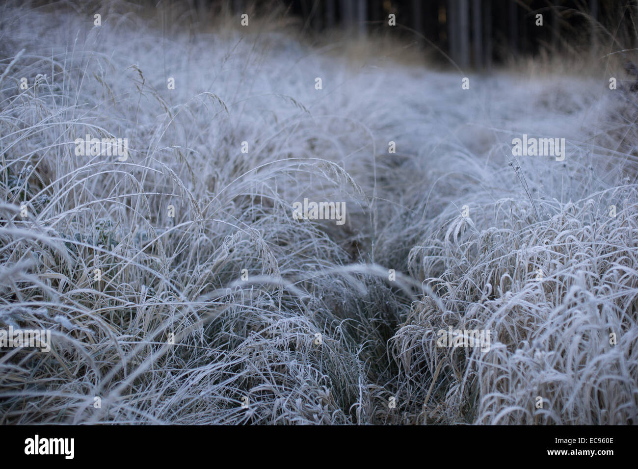 Congelati erba fresca trasformata per forte gradiente freddo gelo invernale coperto Foto Stock