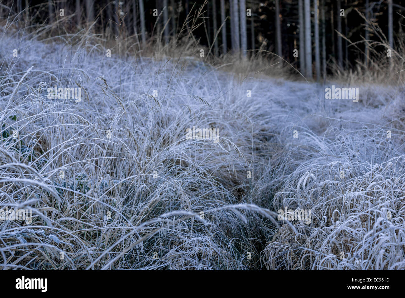 Congelati erba fresca trasformata per forte gradiente freddo gelo invernale coperto Foto Stock