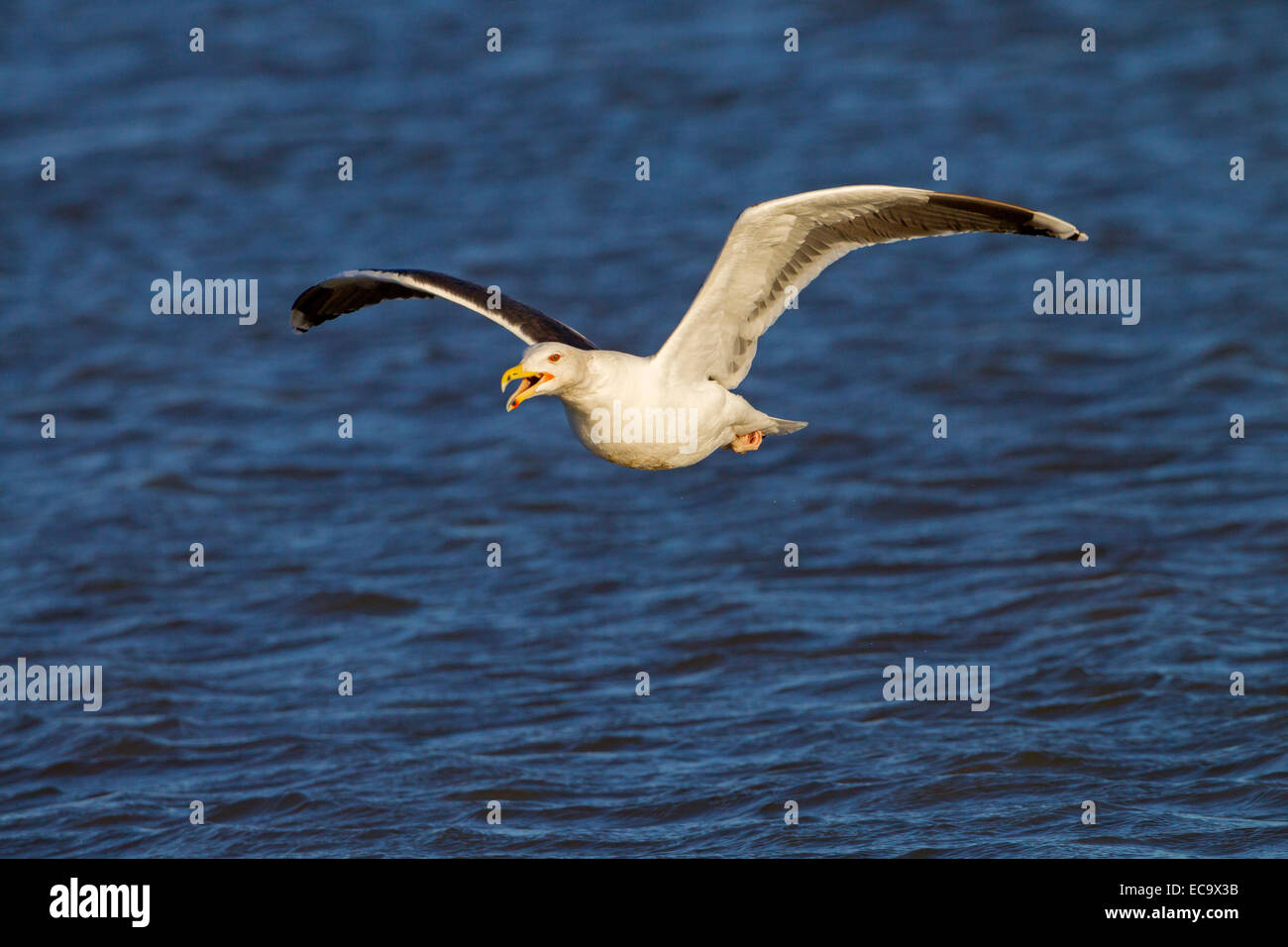 Lesser Black-backed Gull Larus fuscus in volo e chiamando sul mare Foto Stock