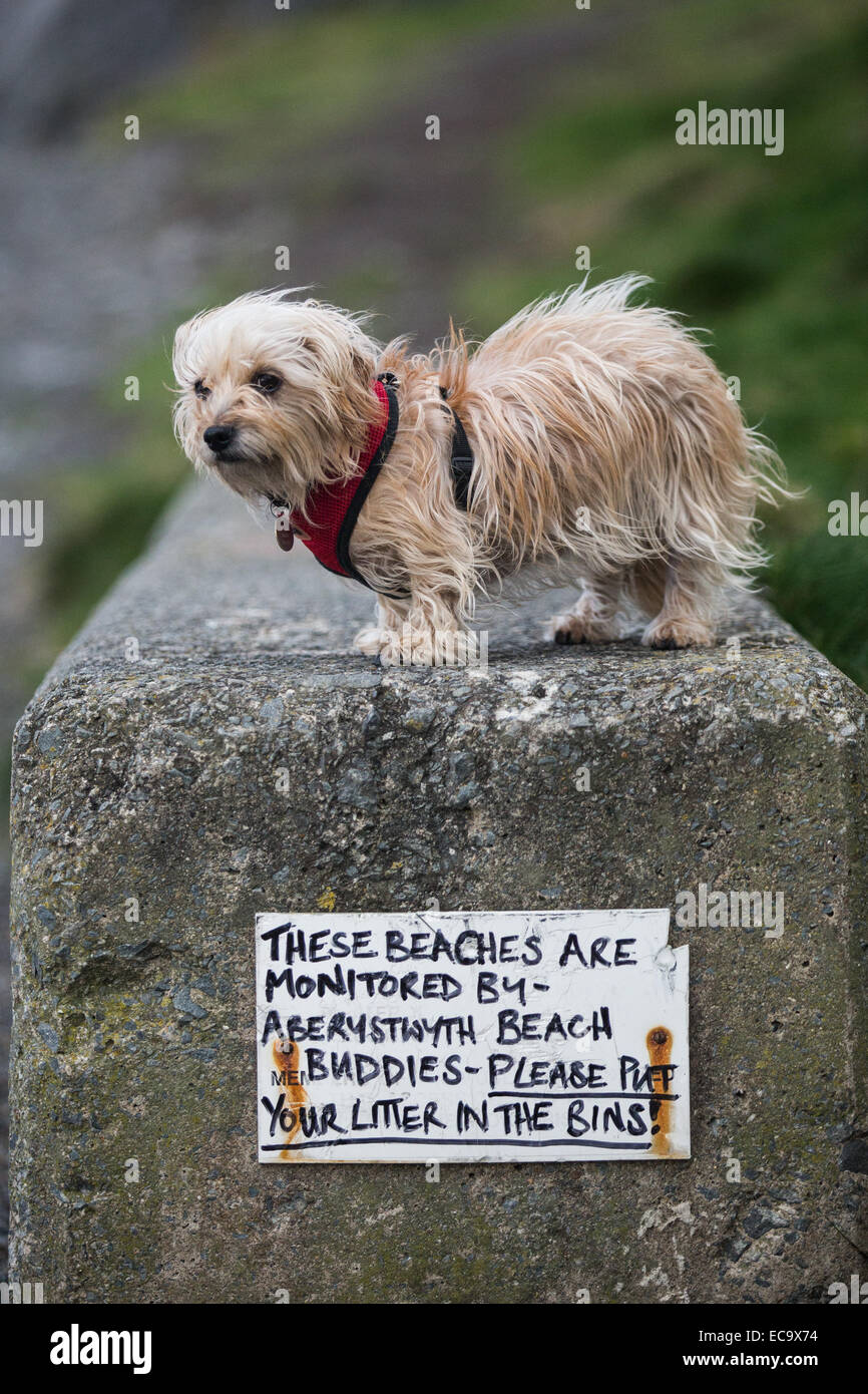 Aberystwyth, Wales, Regno Unito. Il 10 dicembre 2014. Madge (una miniatura bassotto x Terrier Maltese Cross) si erge su un Aberystwyth Beach Buddies segno, apparentemente alla ricerca di zoticoni lettiera. Credito: Alan Hale/Alamy Live News Foto Stock