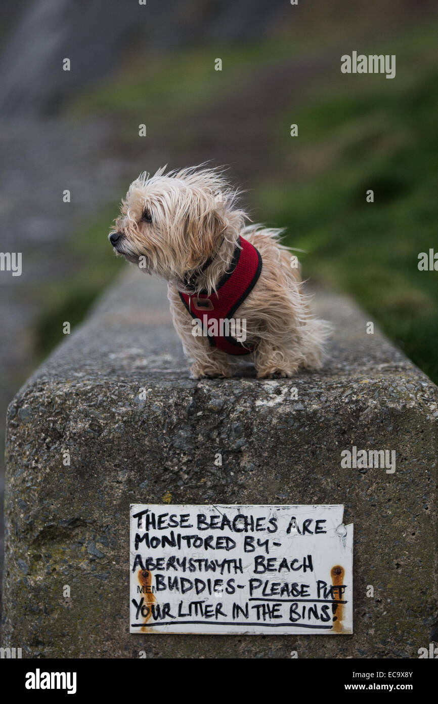 Aberystwyth, Wales, Regno Unito. Il 10 dicembre 2014. Madge (una miniatura bassotto x Terrier Maltese Cross) si erge su un Aberystwyth Beach Buddies segno, apparentemente sul lookput per lettiere zoticoni. Credito: Alan Hale/Alamy Live News Foto Stock