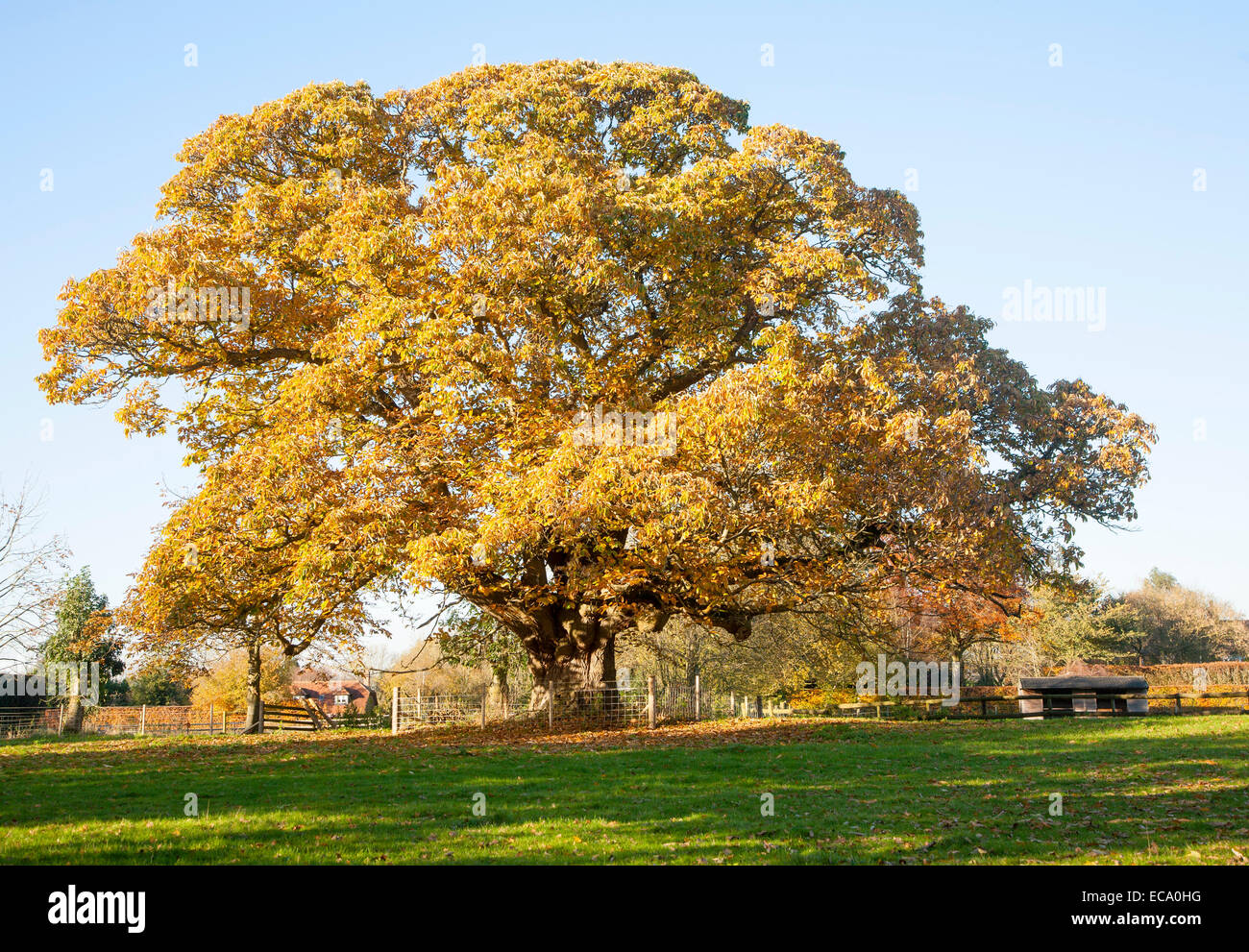 Arancione marrone castagno, Castanea saliva, foglie di autunno Woodborough, Wiltshire, Inghilterra, Regno Unito Foto Stock