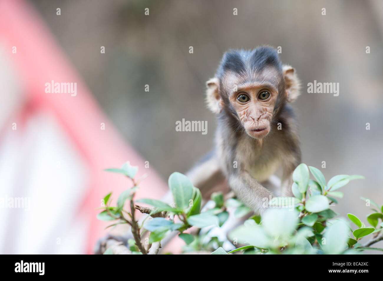 Il contatto visivo con un bambino scimmia a Tiger tempio nella grotta, Krabi, Thailandia Foto Stock