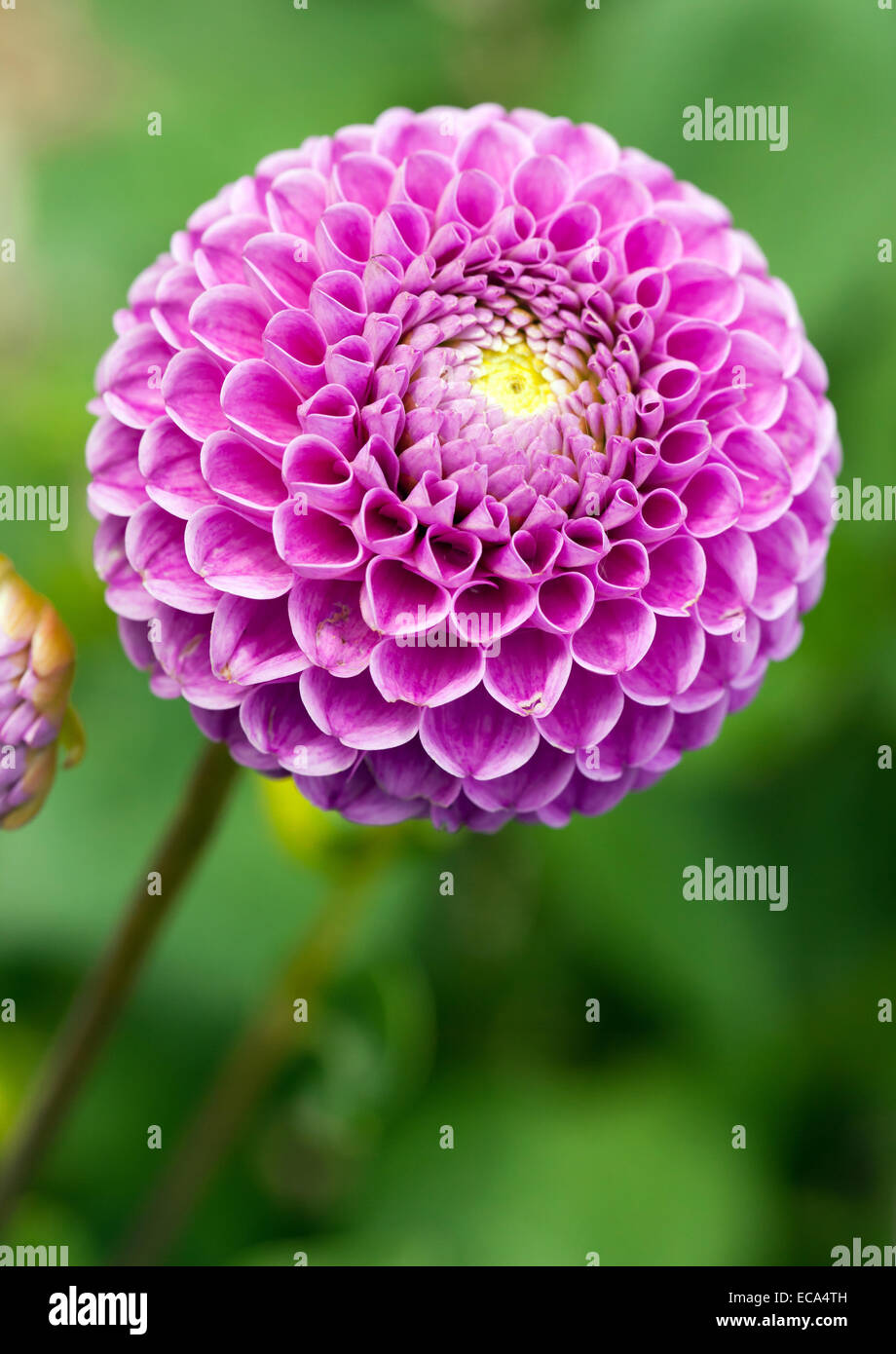 Close-up di un singolo Pompom Fiore Dahlia Foto Stock