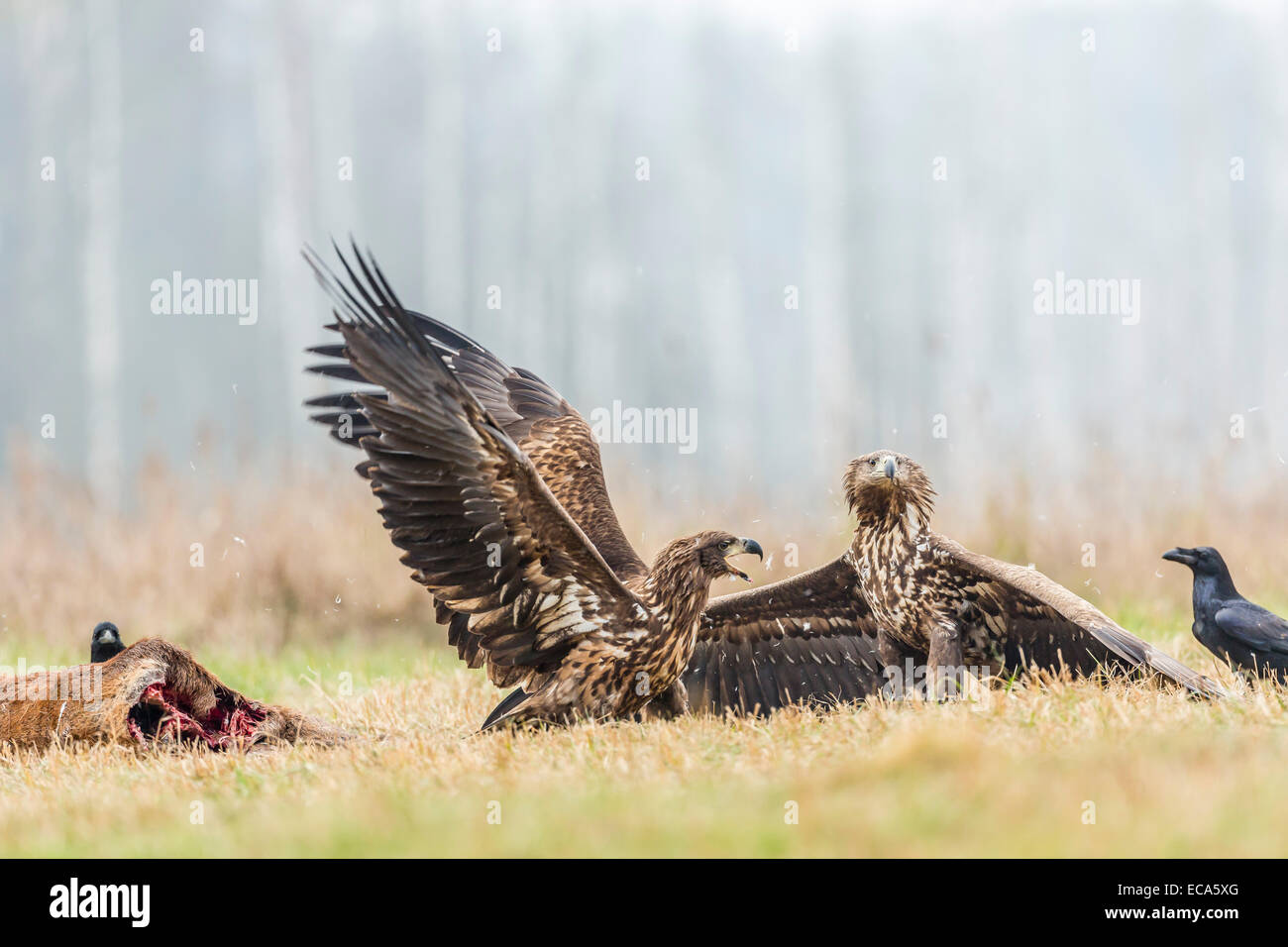 Due giovani eagle (Haliaeetus albicilla), combattendo sul terreno, con corvi (Corvus corax) con morti cervi, la Masuria - Polonia Foto Stock