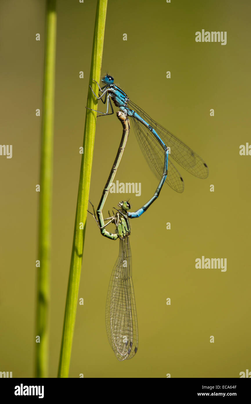 Azure Damselflies (Coenagrion puella) coniugata, Versoix, Cantone di Ginevra, Svizzera Foto Stock