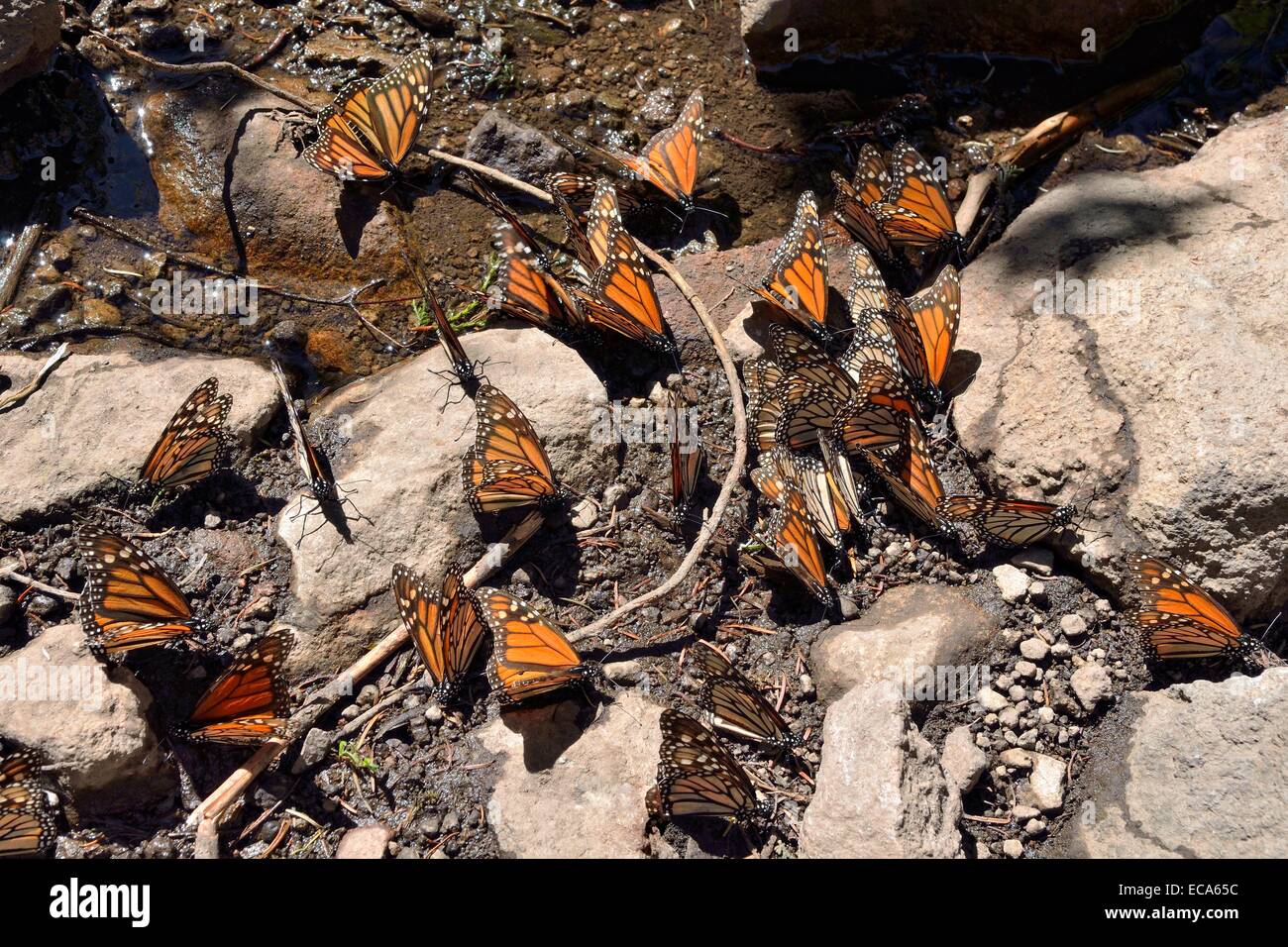 Farfalla monarca (Danaus plexippus) bere in una pozzanghera, El Rosario, Riserva della biosfera delle farfalle monarca, mariposa Monarca Foto Stock