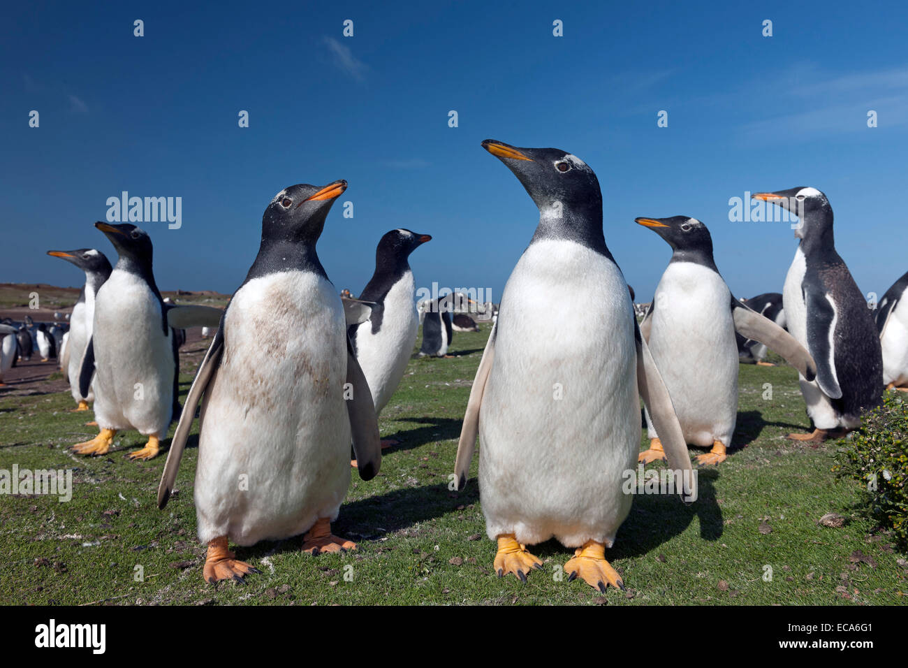 I pinguini di Gentoo (Pygoscelis papua) Sea Lion Island, Isole Falkland Foto Stock