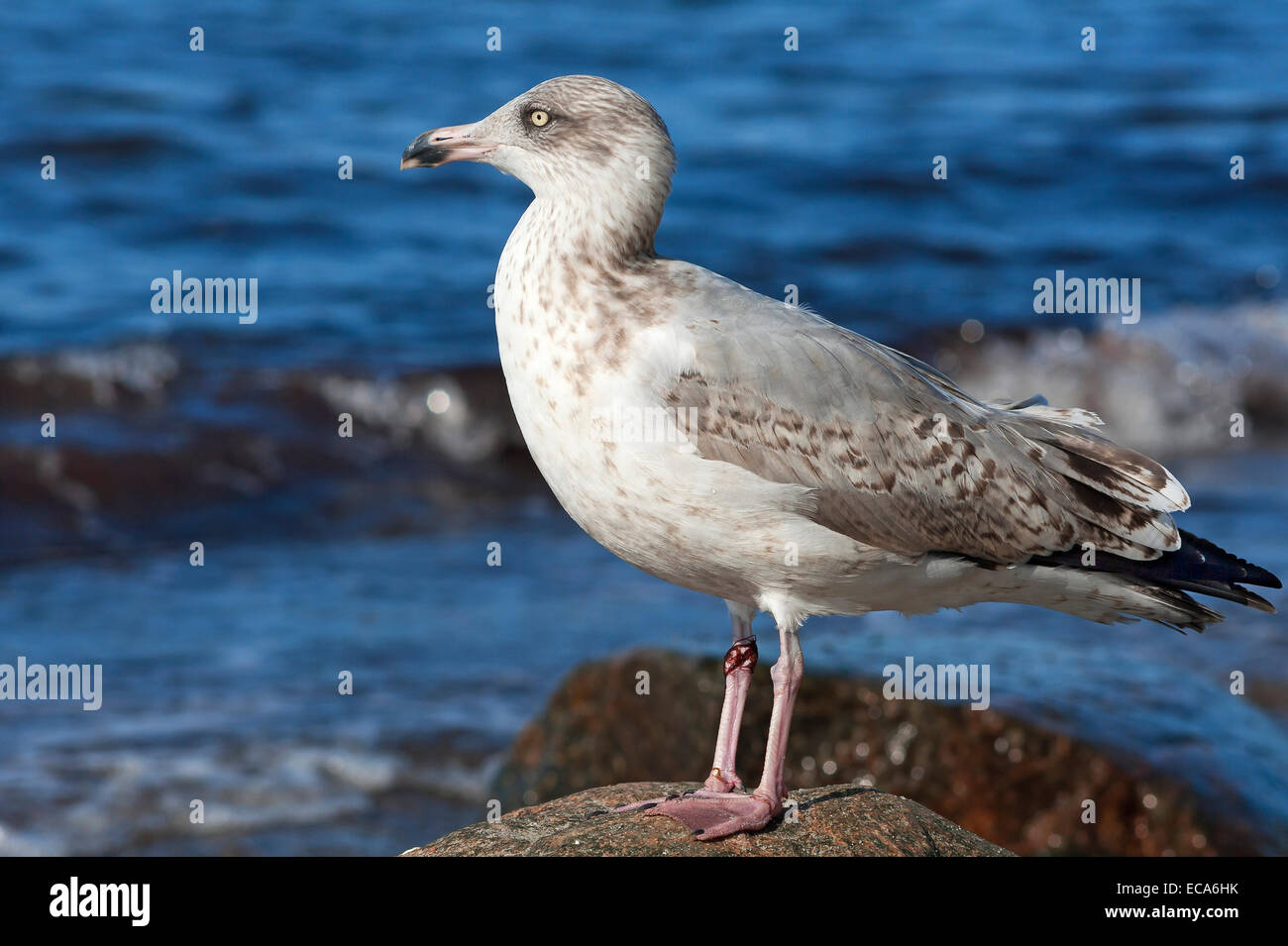 I giovani di colore giallo-zampe (gabbiano Larus michahellis) arroccata su una roccia, Mar Baltico, Meclemburgo-Pomerania, Germania Foto Stock