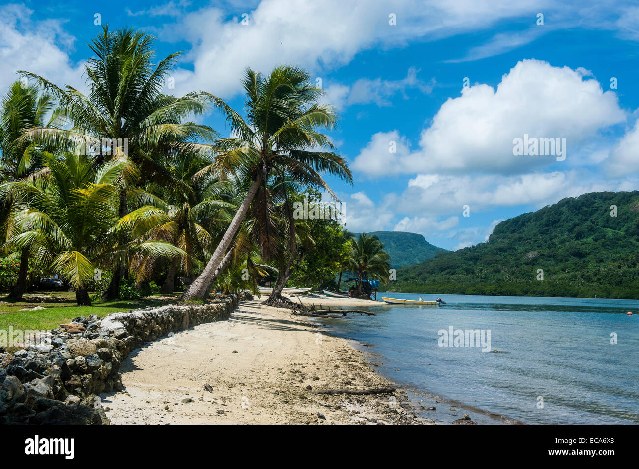 Spiaggia di sabbia bianca con palme, Pohnpei, Stati Federati di Micronesia Foto Stock