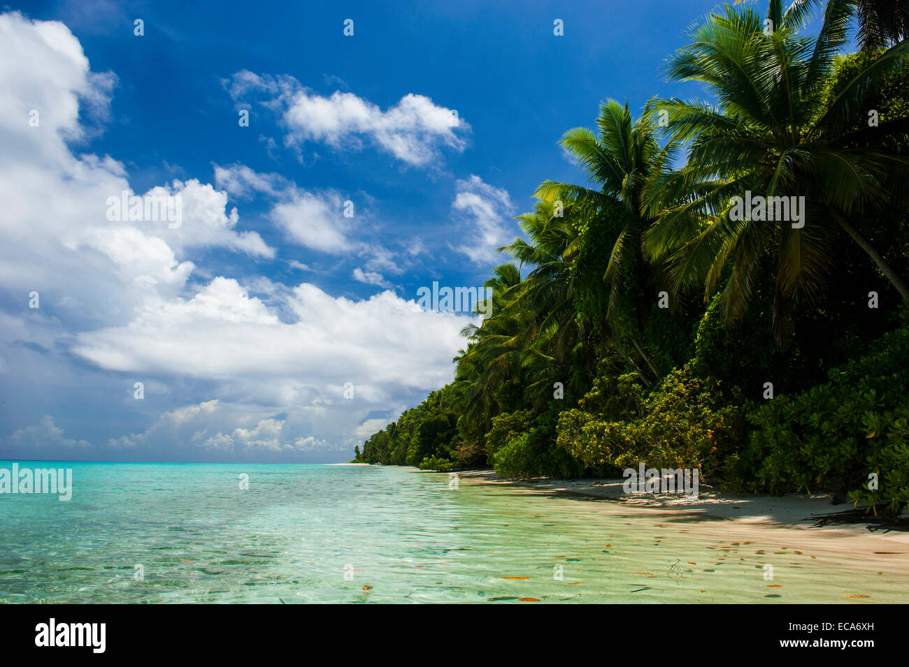 Orlata di Palme spiaggia sabbiosa, Ant Atoll, Pohnpei, Stati Federati di Micronesia Foto Stock