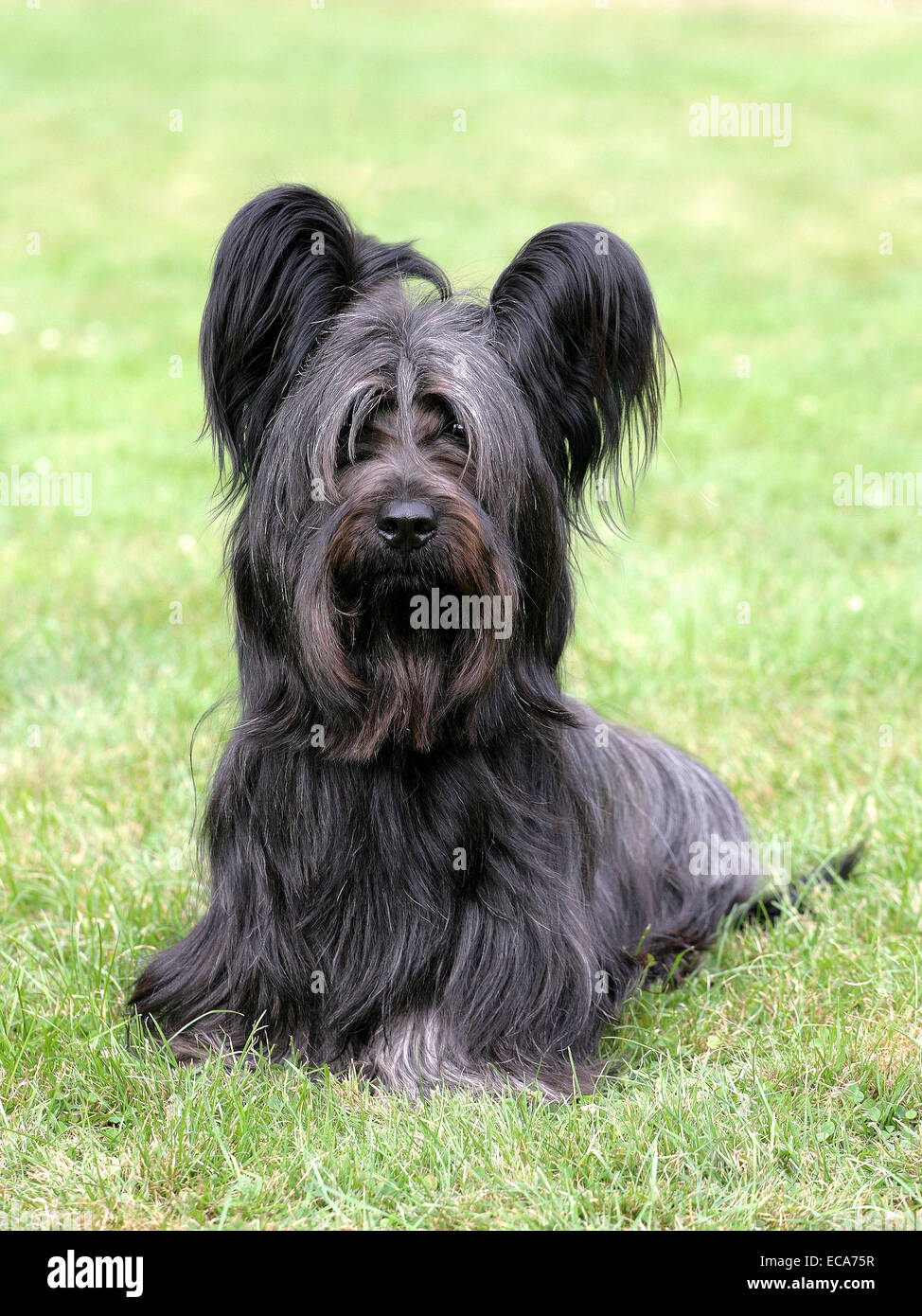 Nero tipico Skye Terrier su un prato verde Foto Stock