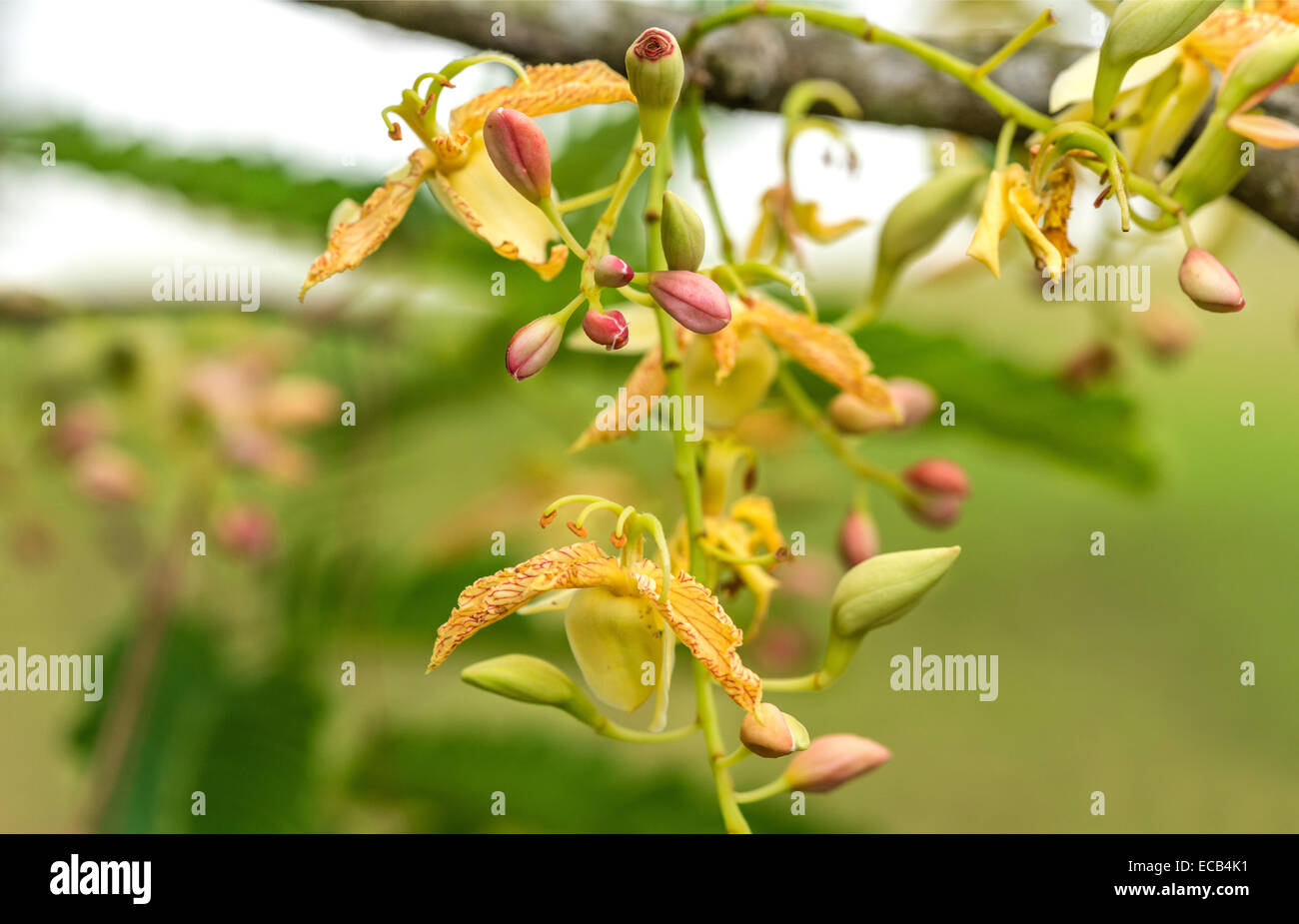 Fiore di tamarindo closeup (Tamarindus indica) Foto Stock