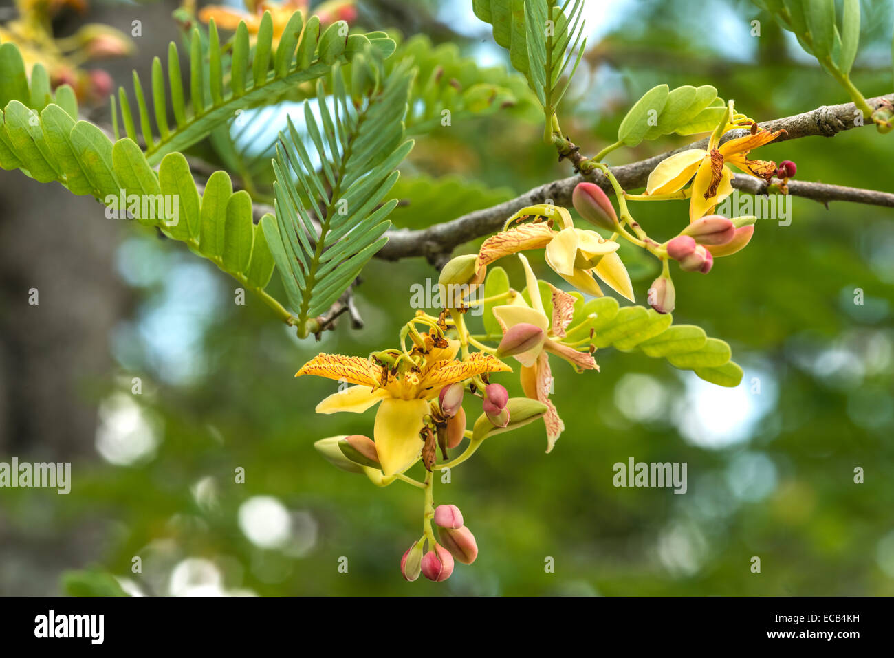 Fiore di tamarindo closeup (Tamarindus indica) Foto Stock