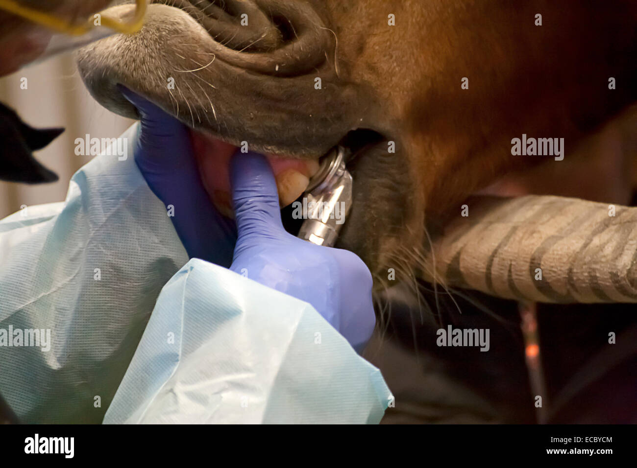 Dentista di cavallo al lavoro sui denti di cavalli Foto Stock