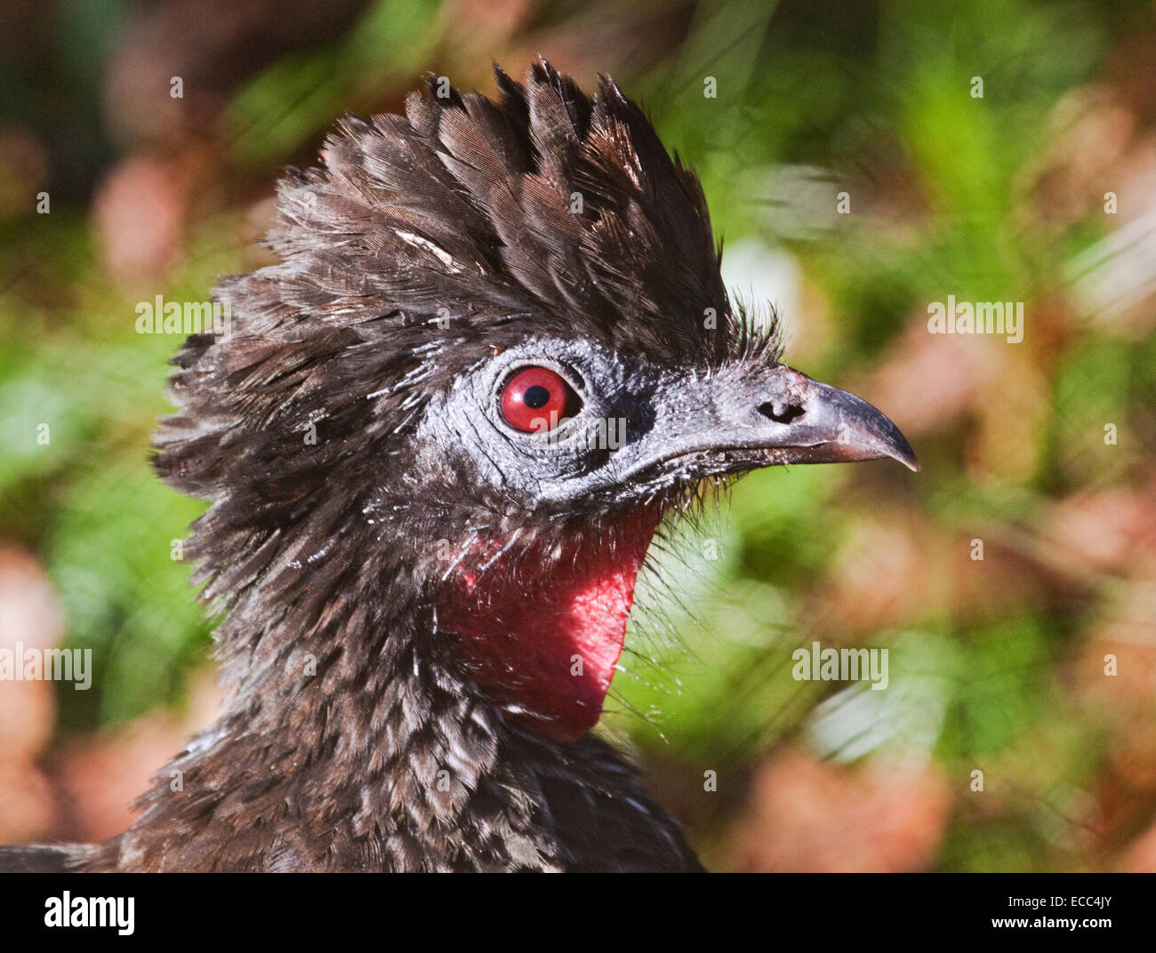 Crested Guan (penelope purpurascens) Foto Stock