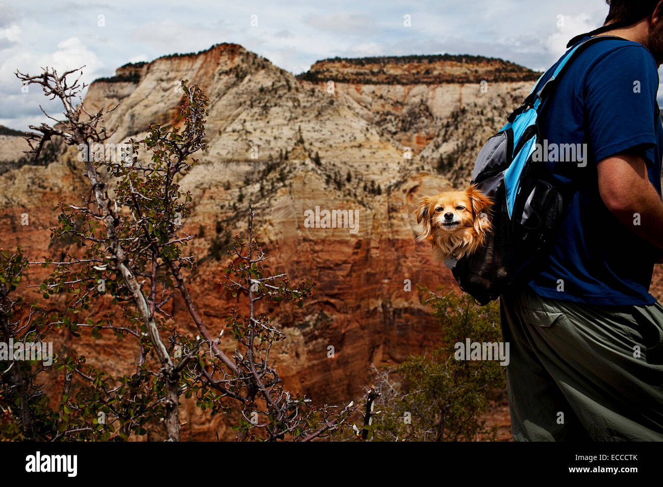 Un cane in uno zaino sulla parte superiore degli angeli lo sbarco nel Parco Nazionale di Zion. Foto Stock
