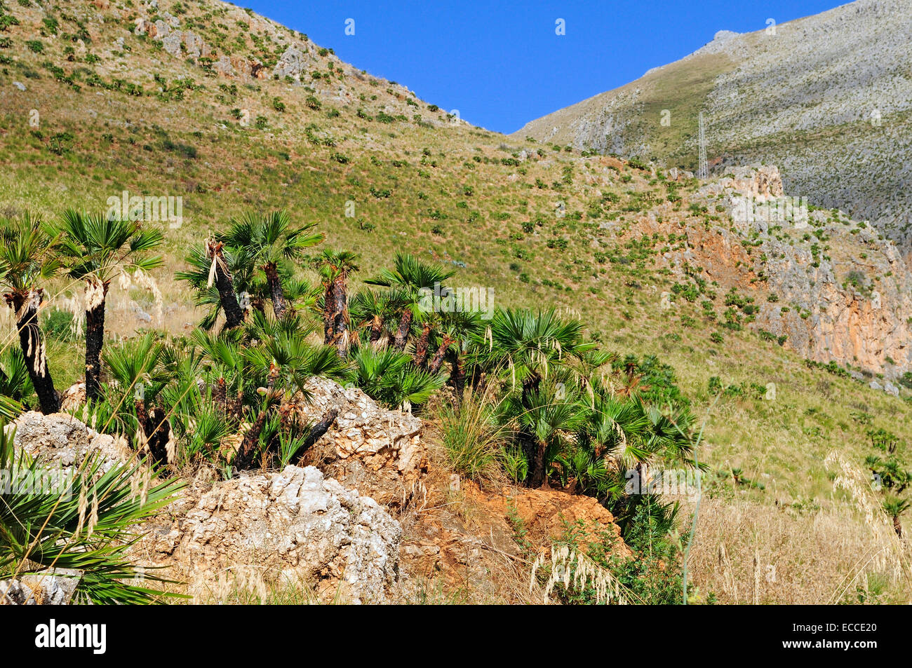 Un impianto di palme nane (Chamaerops humilis) nella Riserva Naturale dello Zingaro, Riserva Naturale dello Zingaro, vicino a Scopello Sicilia Foto Stock