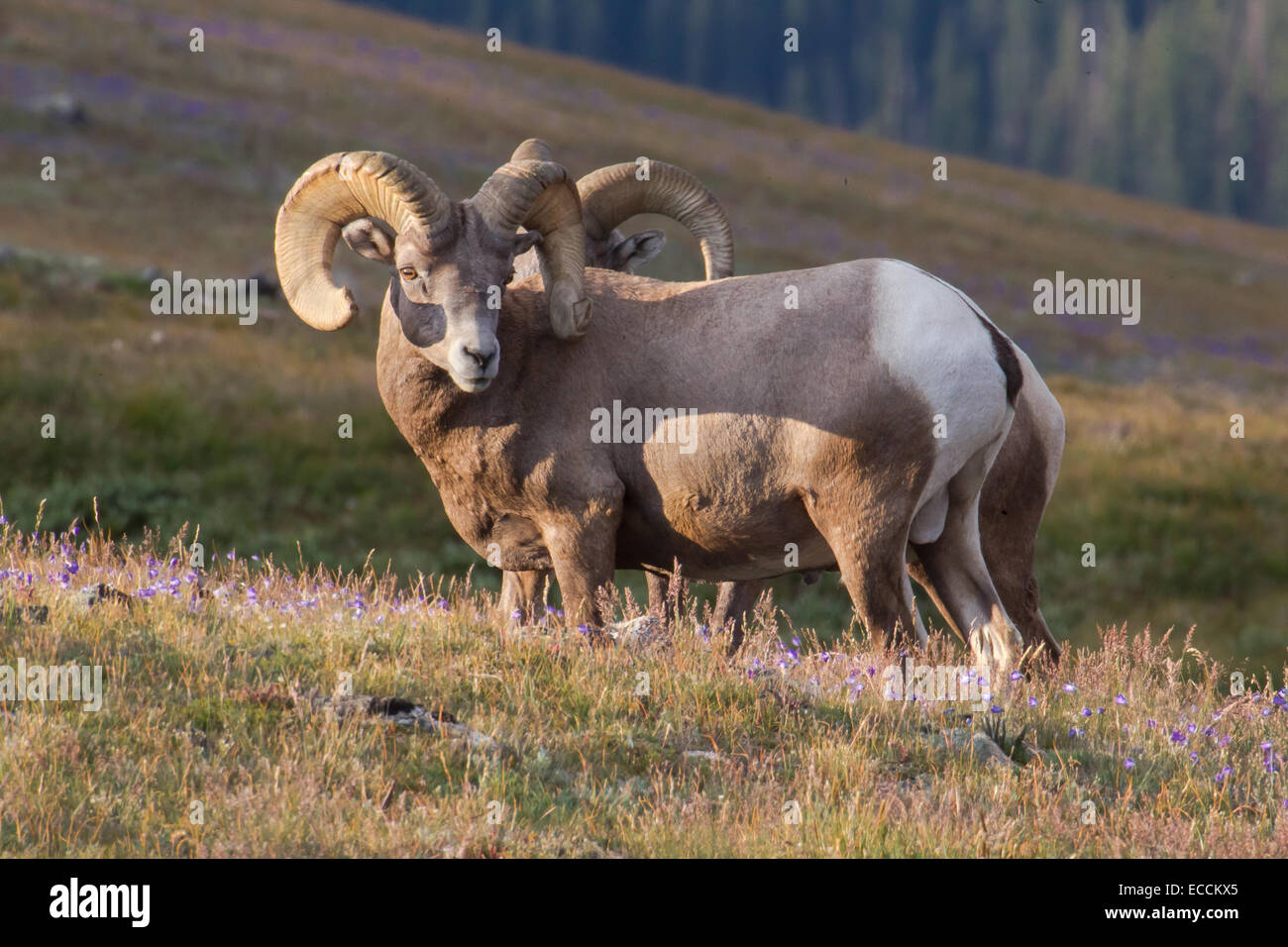 Le pecore delle Montagne Bighorn vengono avvistate al Rock Cut nel Parco Nazionale delle Montagne Rocciose. Questi animali sono noti per la loro forte presenza in habitat ad alta quota e sono importanti per l'ecosistema del parco. Foto Stock