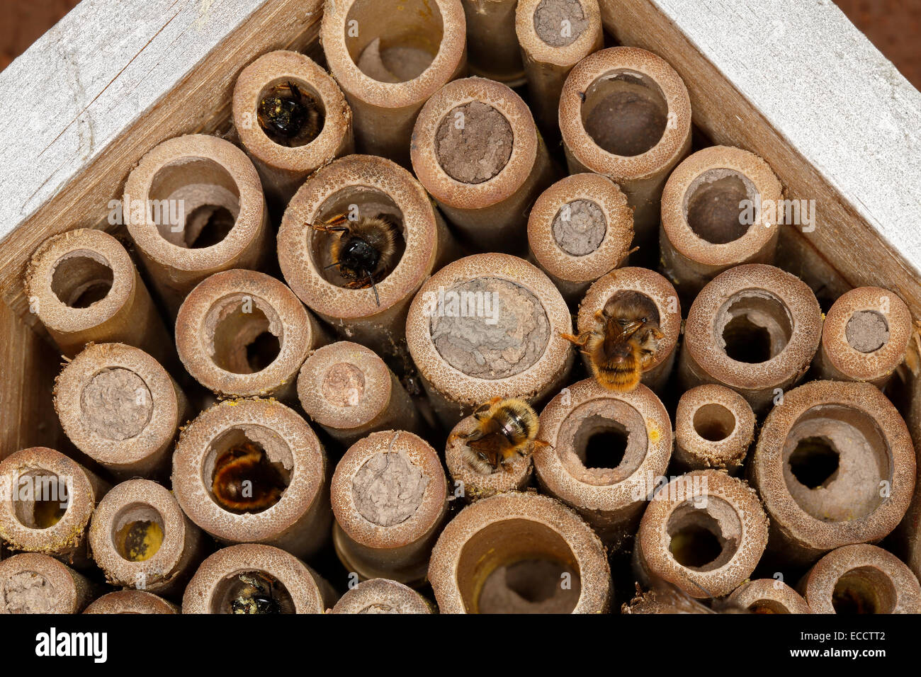 Close-up di insetto scatola di nido sul muro di casa occupata da Red Mason api (Osmia simum) che mostra le api al lavoro può CHESHIRE REGNO UNITO Foto Stock