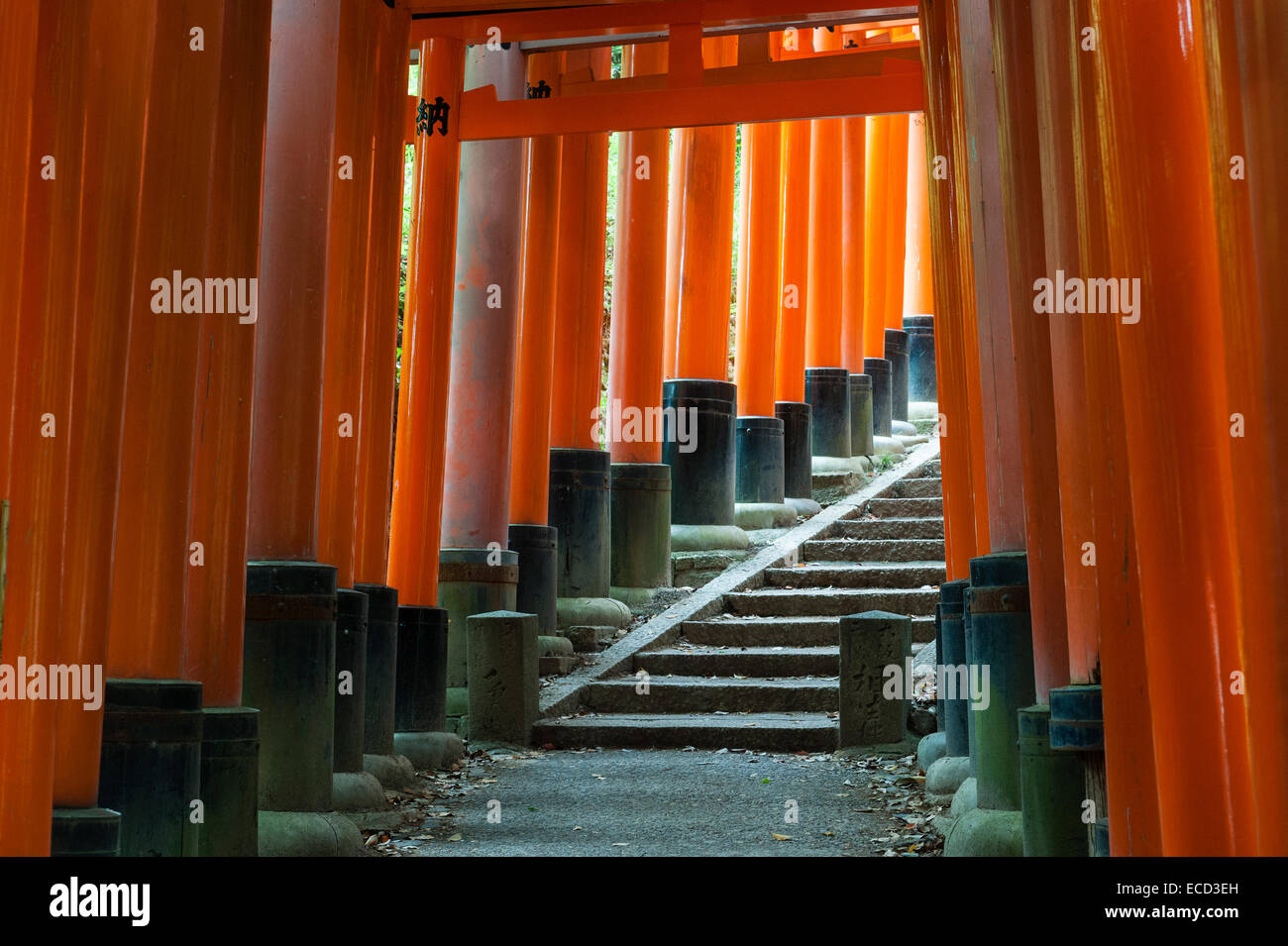 Un migliaio di torii rossi fiancheggiano la montagna a Fushimi Inari-taisha, Kyoto, Giappone. È il santuario principale di Inari, dio del riso e delle volpi Foto Stock