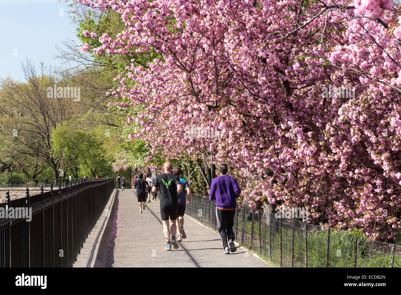 Il serbatoio percorso per fare jogging, Central Park in primavera, NYC, STATI UNITI D'AMERICA Foto Stock