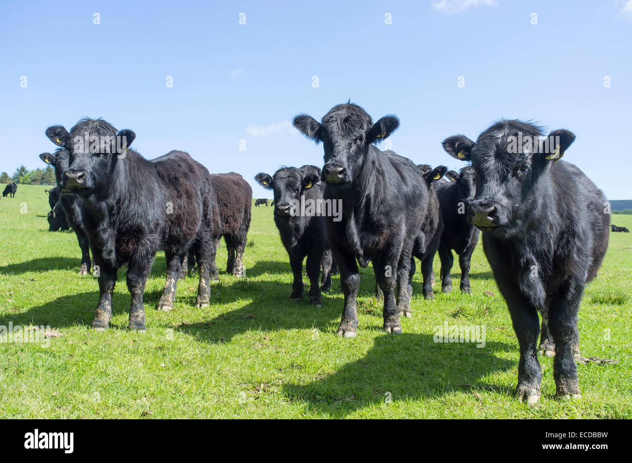Gallese bestiame nero sulla fattoria in Gower Galles Foto Stock