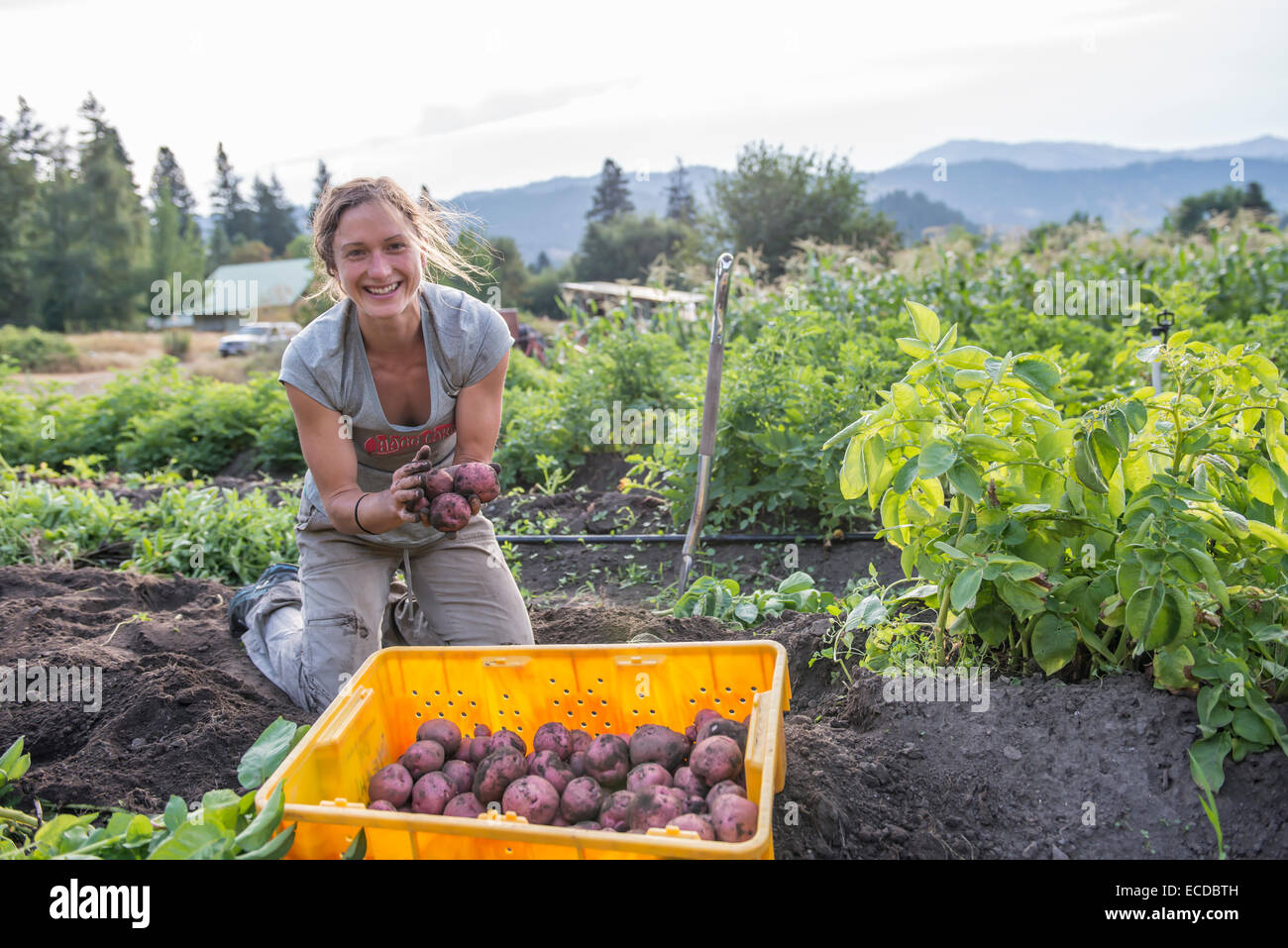 Patate di raccolta da un organico urban farm. Foto Stock