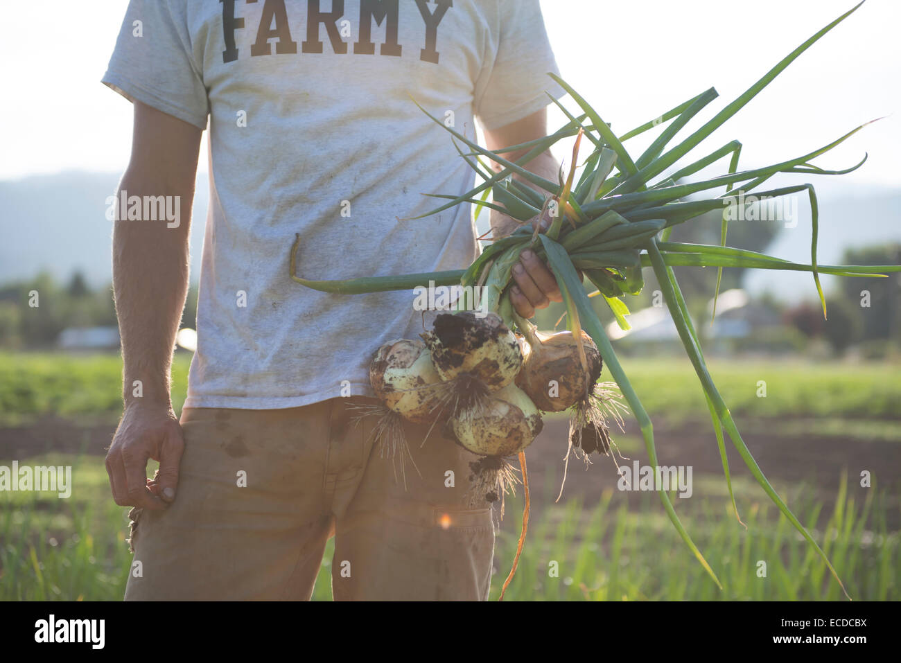Appena le cipolle raccolte da un organico urban farm. Foto Stock