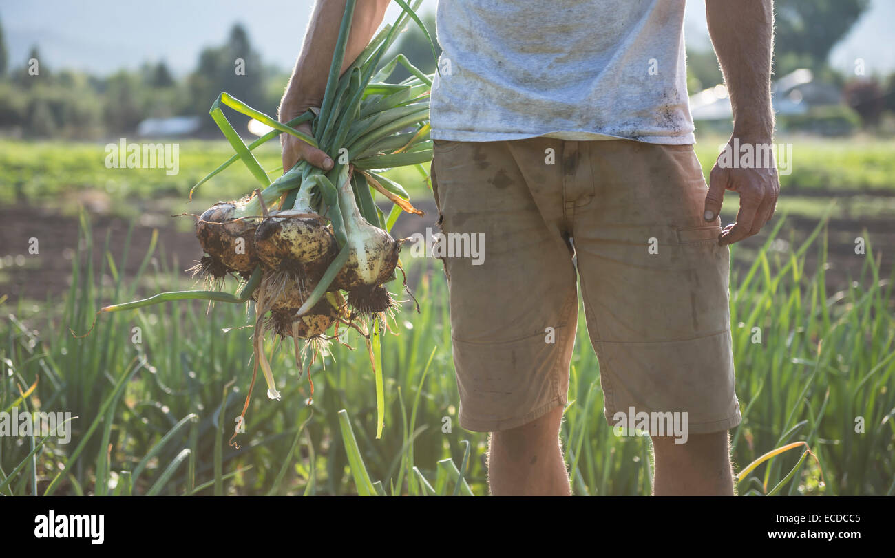 Appena le cipolle raccolte da un organico urban farm. Foto Stock