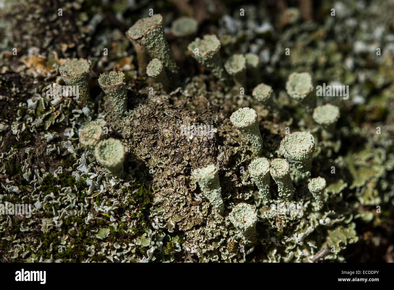 Falso Pixie Cup Cladonia chlorophaea Foto Stock