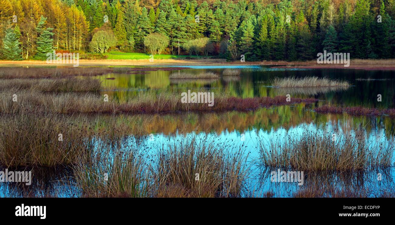 Reeds popolano Llyn Sarnau nel Gwydyr foresta nel Parco Nazionale di Snowdonia Gwynedd North Wales UK Foto Stock