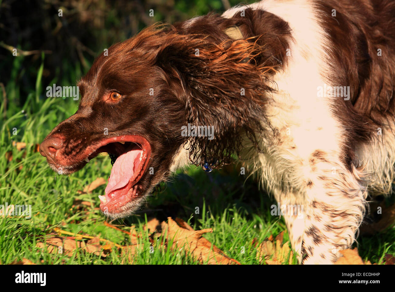 Inglese Springer Spaniel, marrone e fegato, marrone e bianco, canino, Gun Dog, energico, attivo, lavoratore duro, lavoro sul campo, attento desideroso, bello, animale domestico Foto Stock