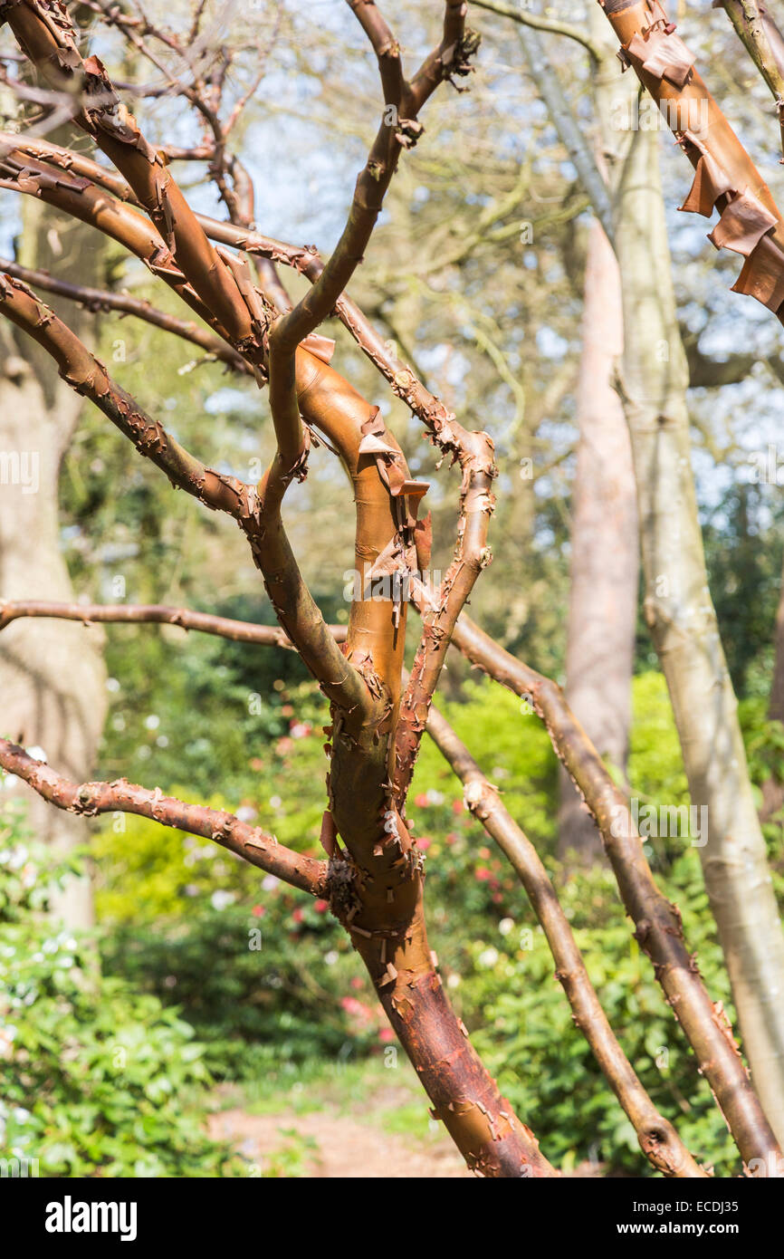 Il deciduo Paperbark maple, Acer griseum, nella famiglia Sapindaceae, con caratteristica insolita corteccia. Nativo di Cina centrale. Foto Stock