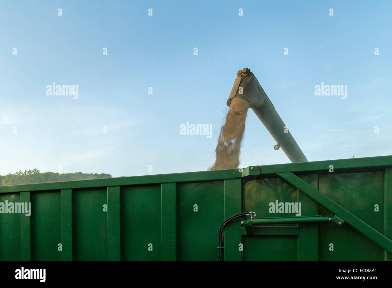 Il trasferimento del grano da una mietitrebbia ad un rimorchio durante la mietitura, Nottinghamshire, England, Regno Unito Foto Stock