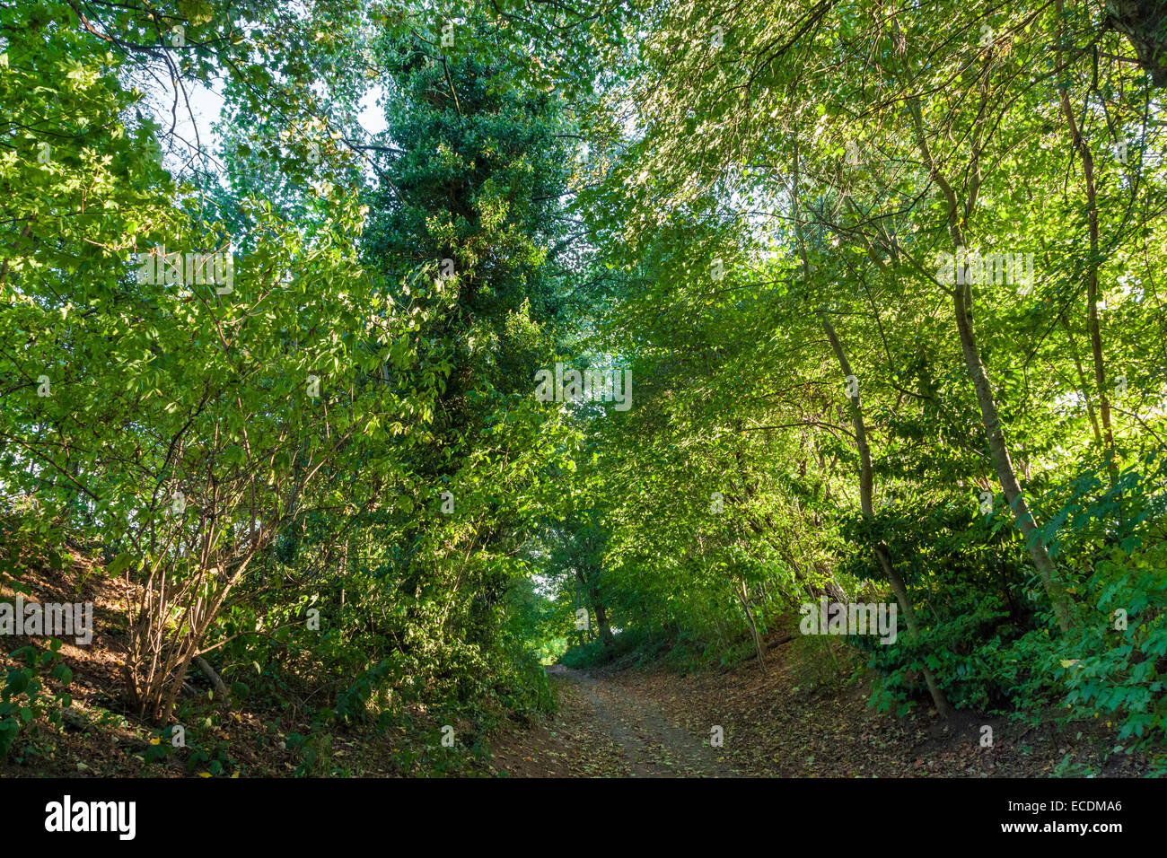 Un cammino in salita attraverso un bosco di alberi frondosi, Wilford Hill, West Bridgford, Nottinghamshire, England, Regno Unito Foto Stock