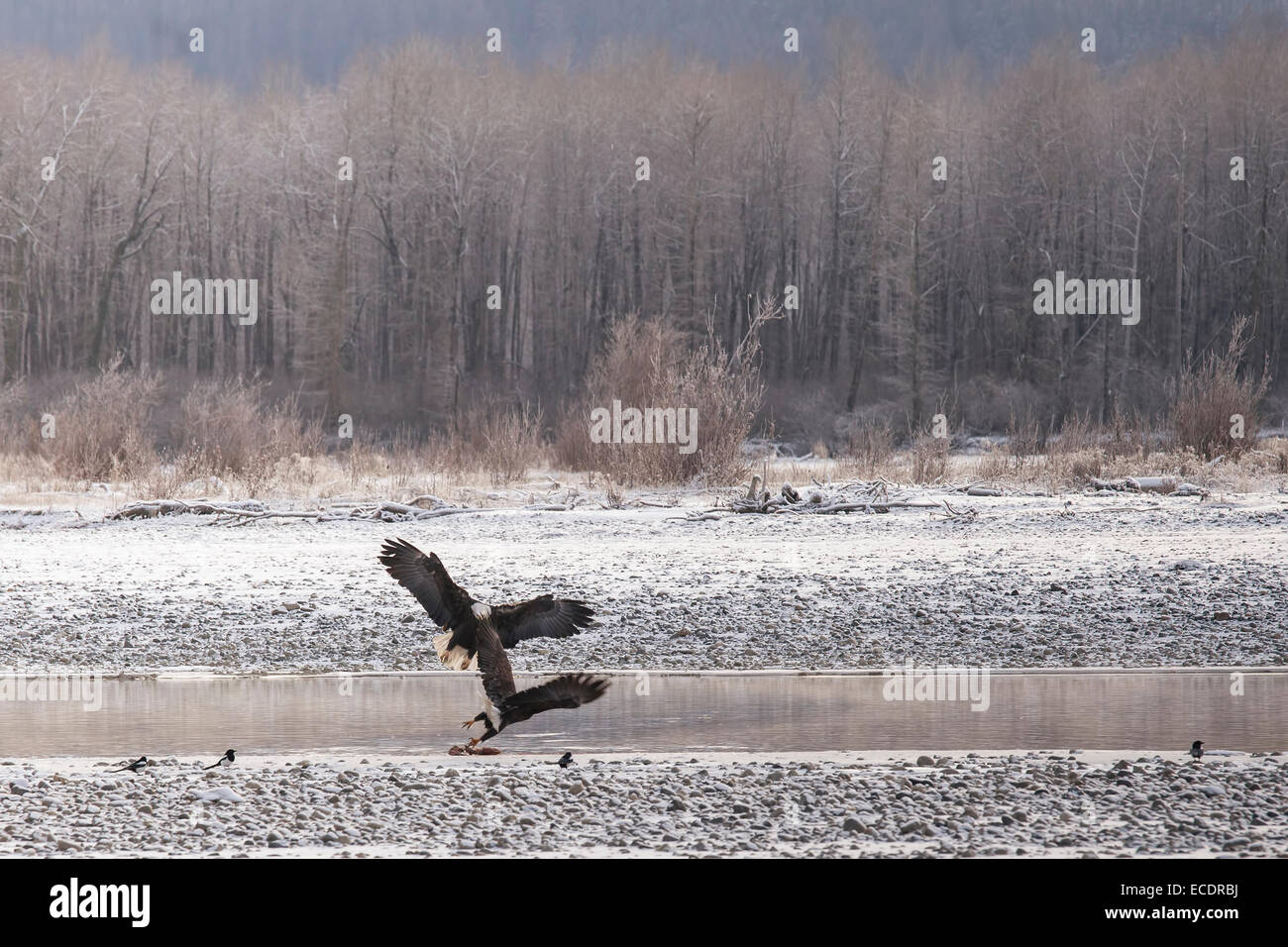 Due aquile calve interagire al Chilkat aquila calva preservare vicino Haines Alaska. Foto Stock