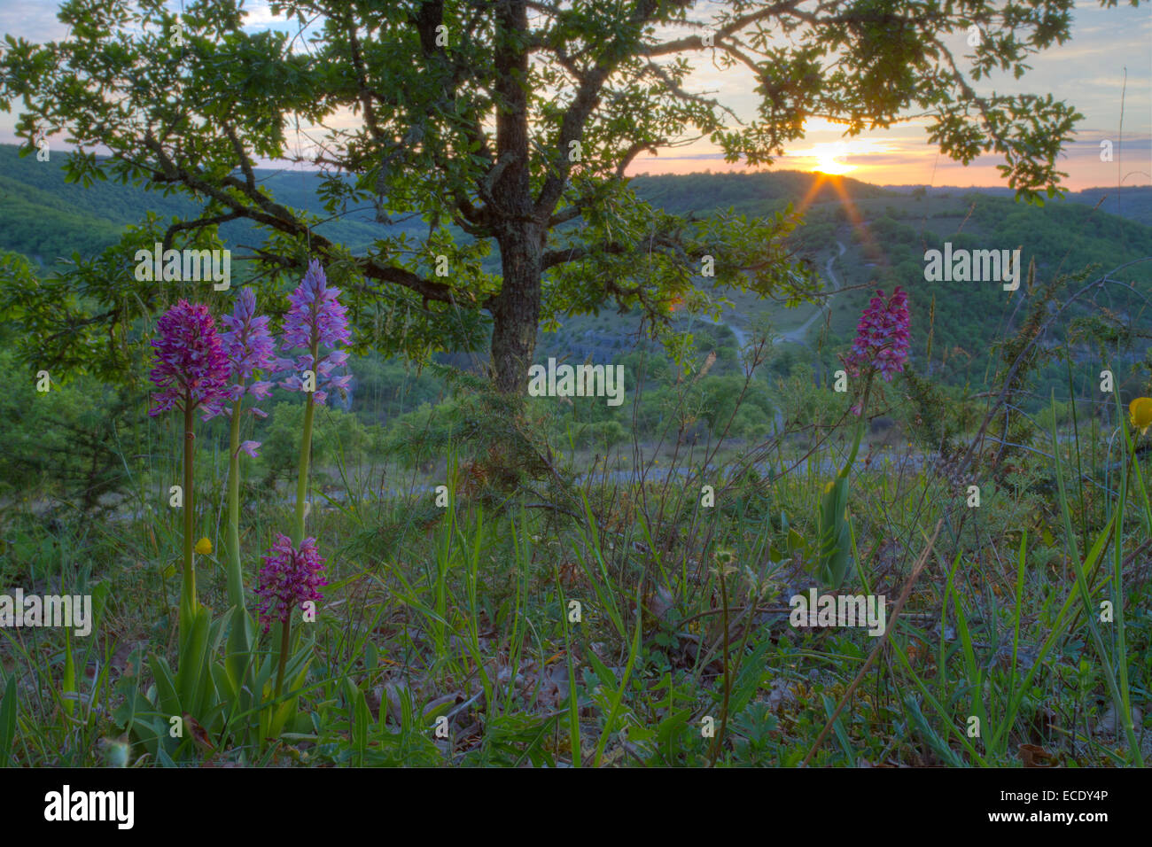 Orchidee militare (Orchis militaris) e ibridi di fioritura al tramonto. Sul Causse de Gramat, lotto regione, Francia. Maggio. Foto Stock