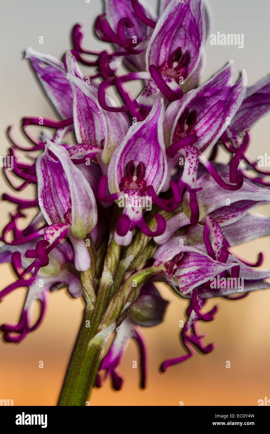 Orchide omiciattolo (Orchis simia) fioritura al tramonto. Sul Causse de Gramat, lotto regione, Francia. Maggio. Foto Stock