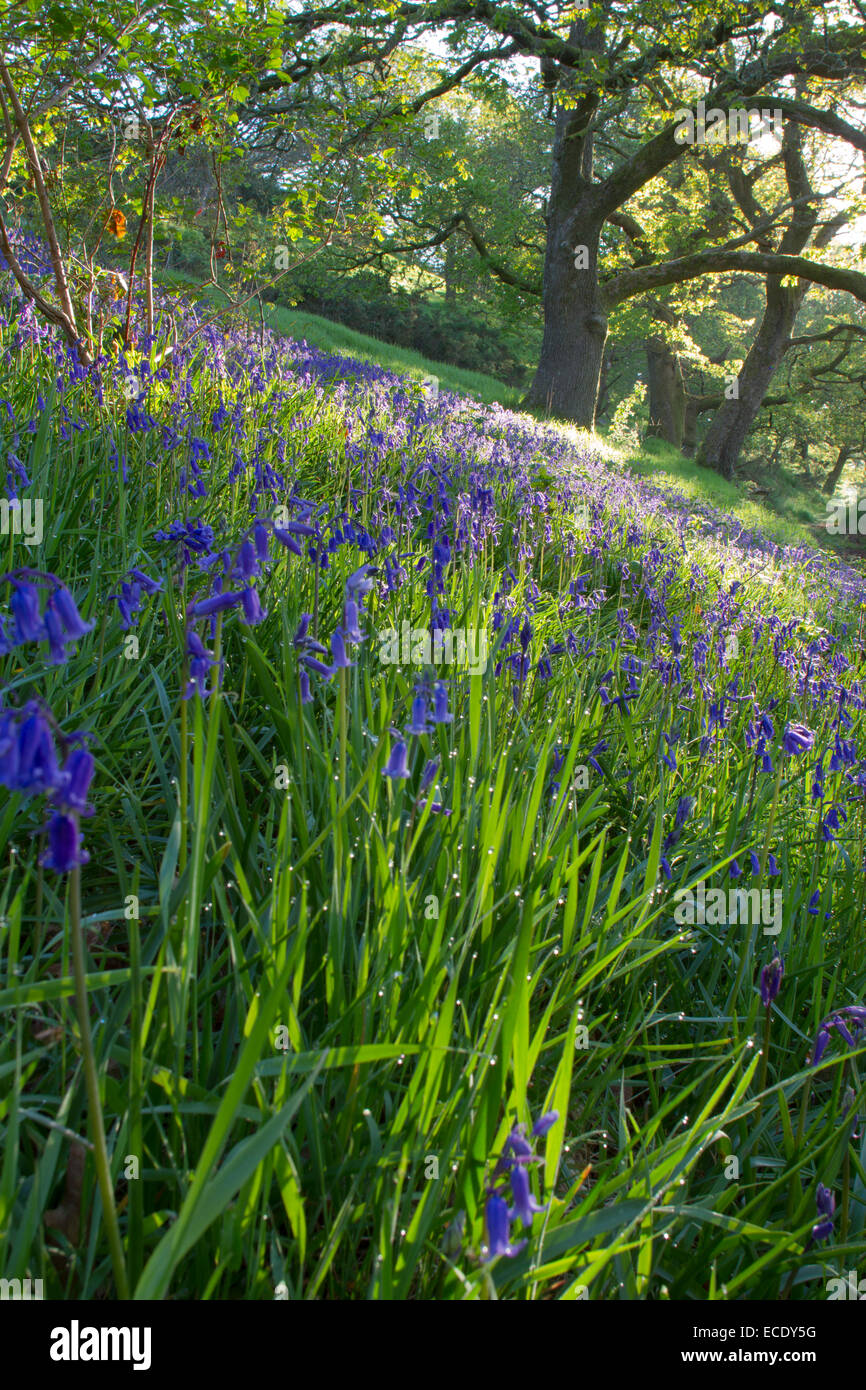 Bluebells (Hyacinthoides non scripta) fioritura in un bosco di querce. Powys, Galles. Maggio. Foto Stock